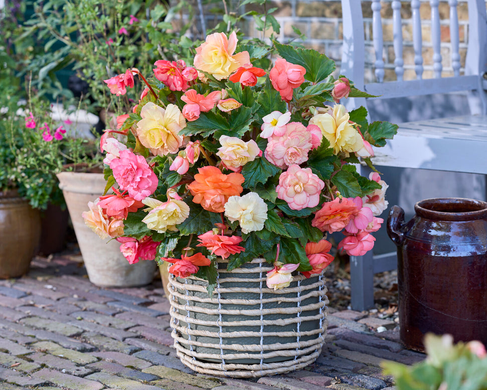 Begonia 'Cascade Pastel Wave'
