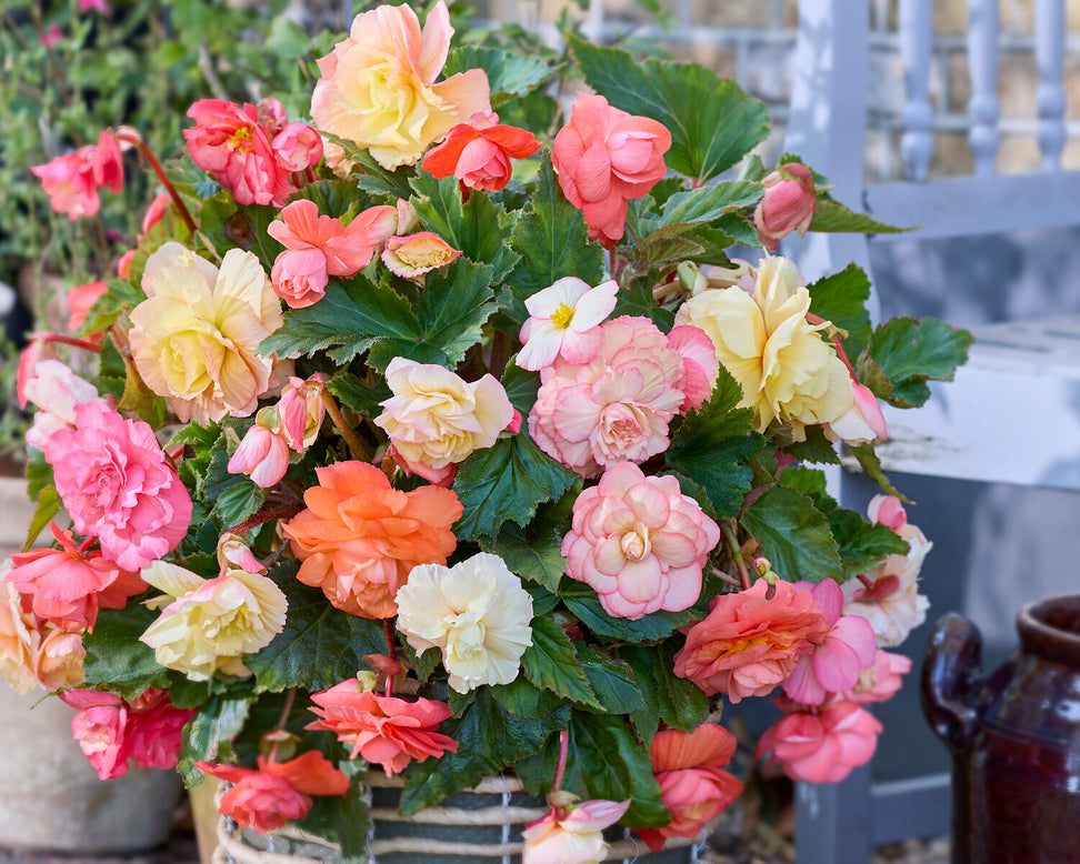 Begonia 'Cascade Pastel Wave'