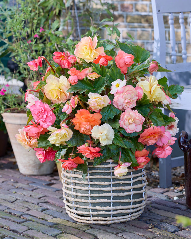 Begonia 'Cascade Pastel Wave'
