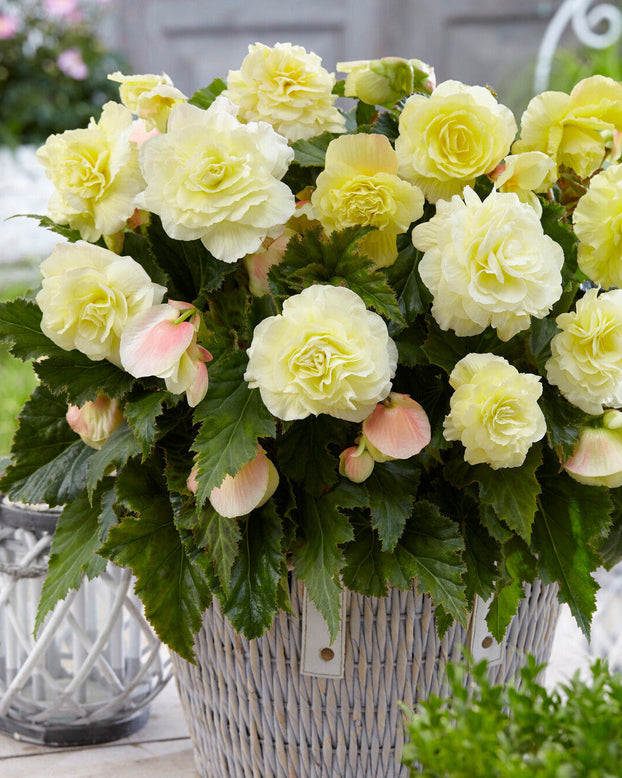 Potted begonia with light yellow flowers and green leaves on a wooden surface.