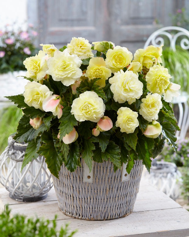 Begonia 'Wummi Creme'