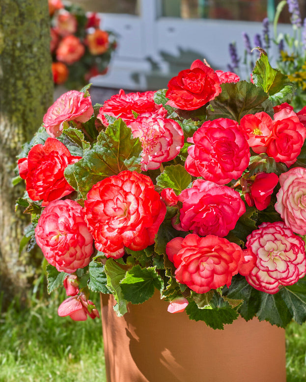 Potted Begonia with red and pink flowers in a garden setting