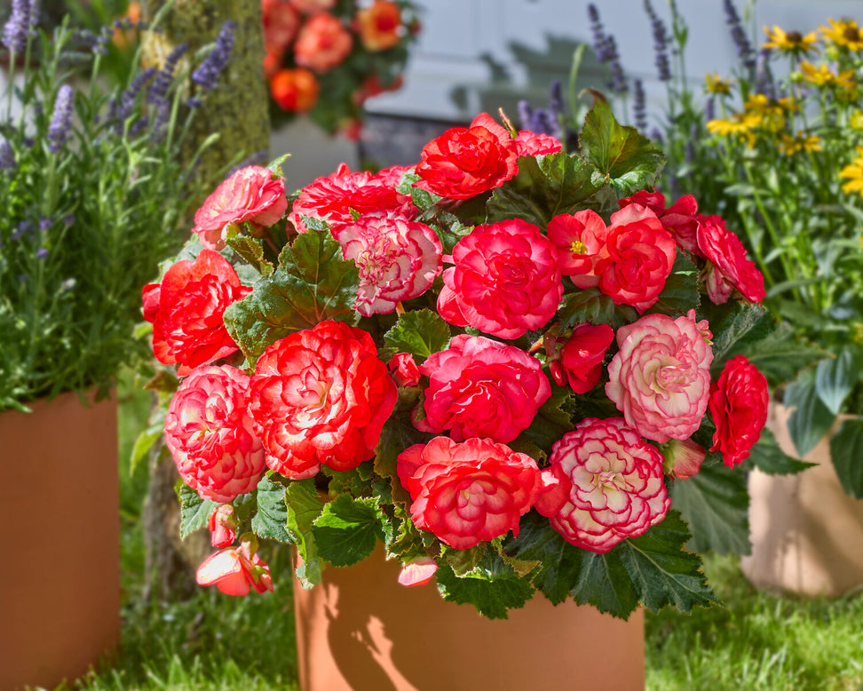 Begonia 'Wummi Marmorata'