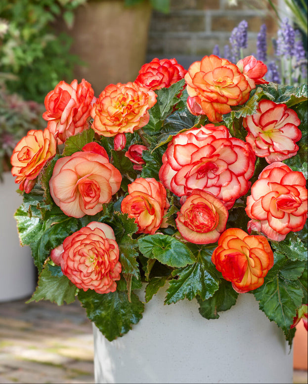 Bouquet of red and orange begonias in a white vase with a blurred garden background