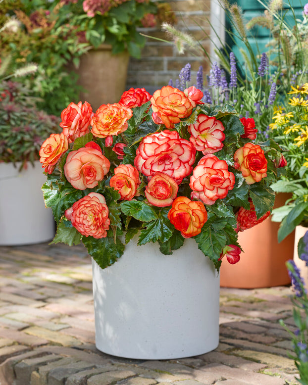 Begonia 'Wummi Maskerade'