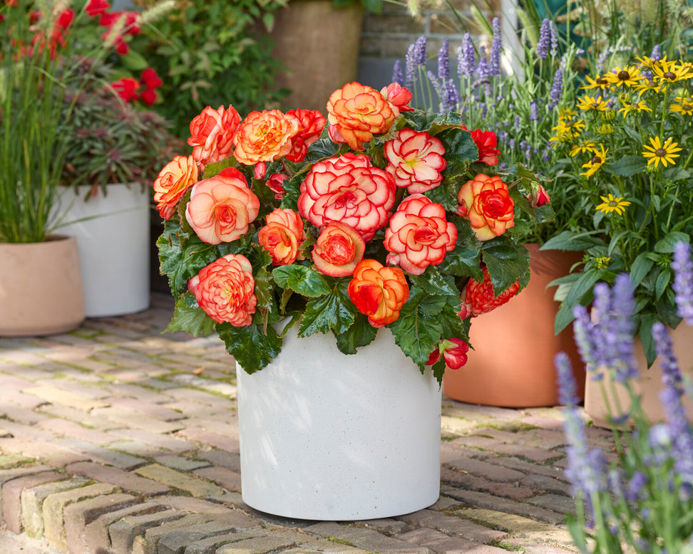 Begonia 'Wummi Maskerade'
