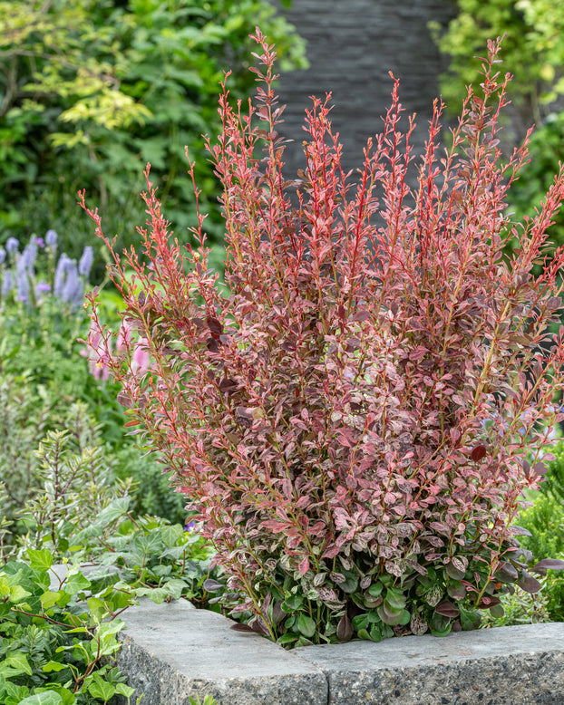 Berberis 'Pink Pillar'