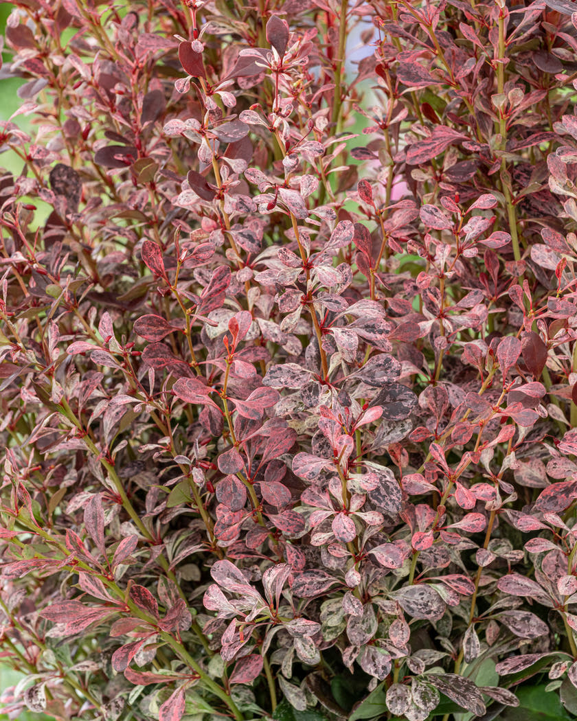 Berberis 'Pink Pillar'