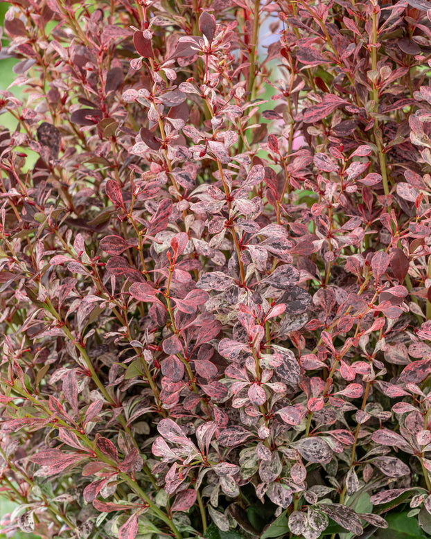 Berberis 'Pink Pillar'