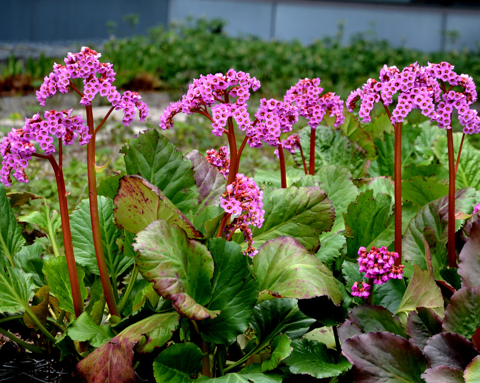 Bergenia cordifolia