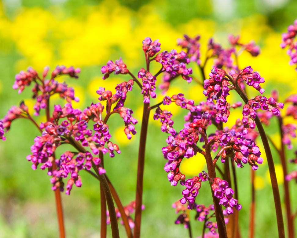 Bergenia cordifolia