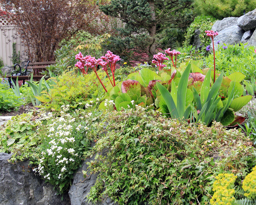 Bergenia cordifolia