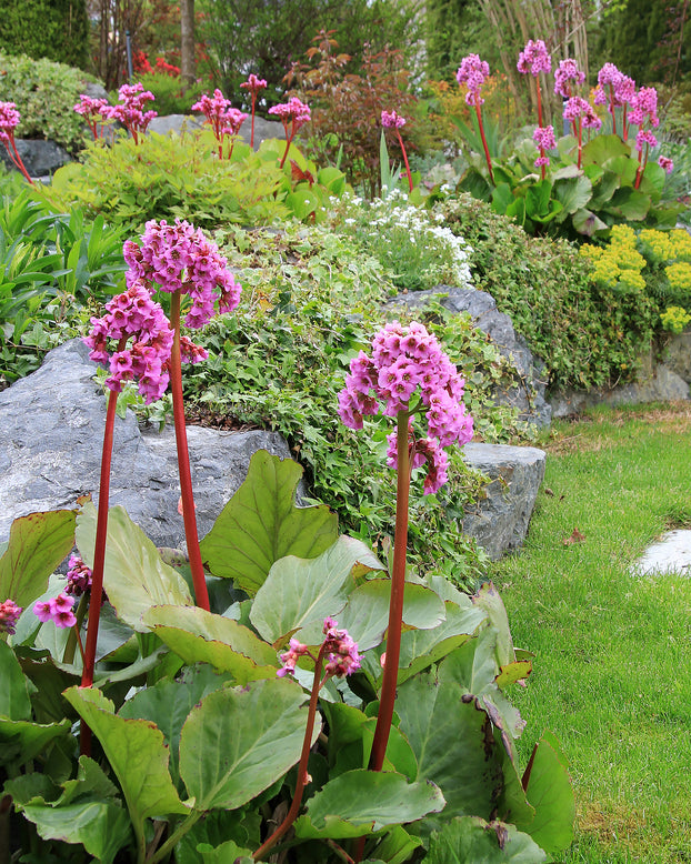 Bergenia cordifolia