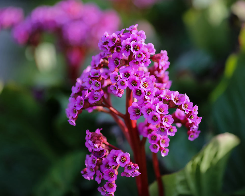 Bergenia cordifolia