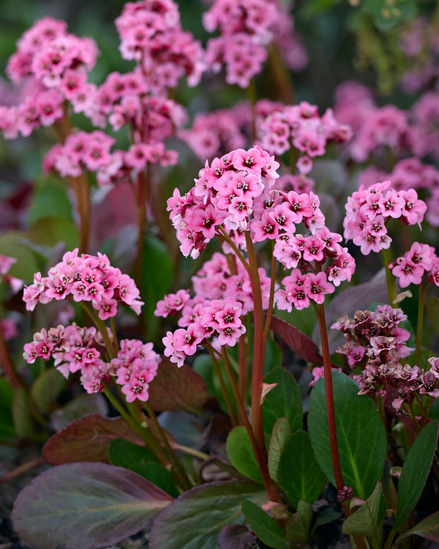 Bergenia cordifolia