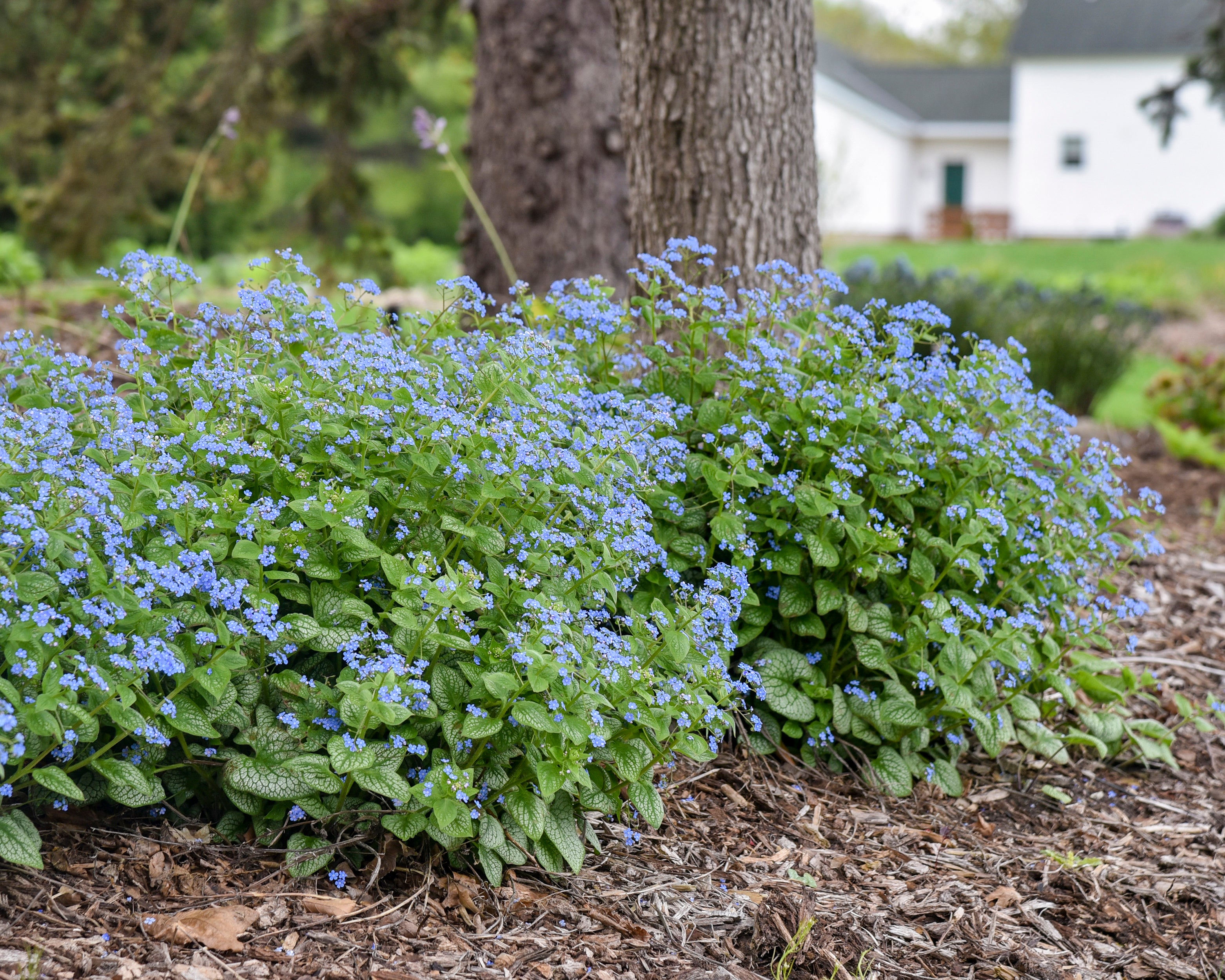 Brunnera macrophylla 'Jack of Diamonds' bare roots — Buy Siberian ...