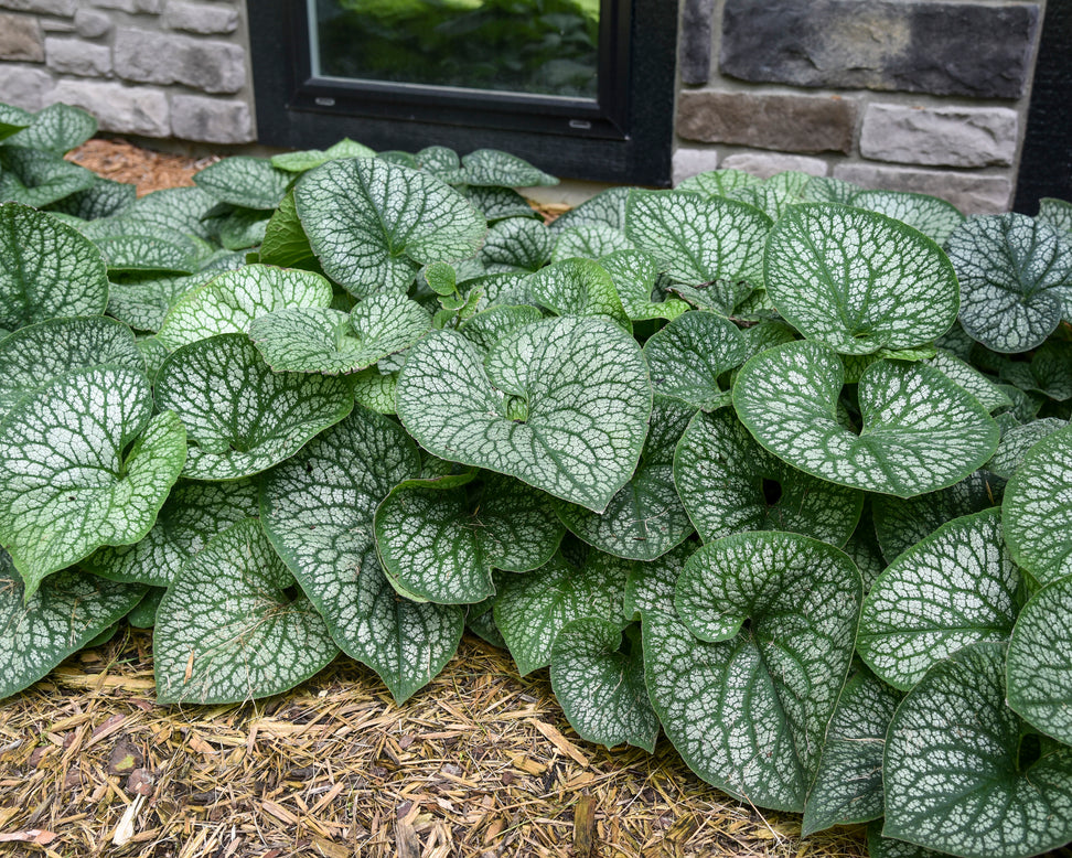 Brunnera 'Jack of Diamonds'