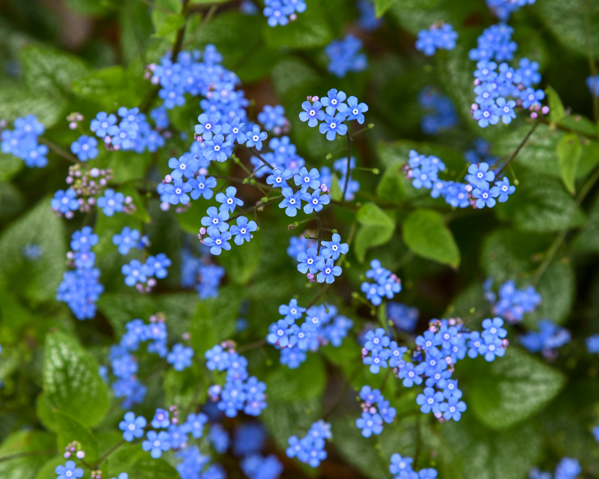 Brunnera macrophylla 'Jack of Diamonds' bare roots — Buy Siberian ...