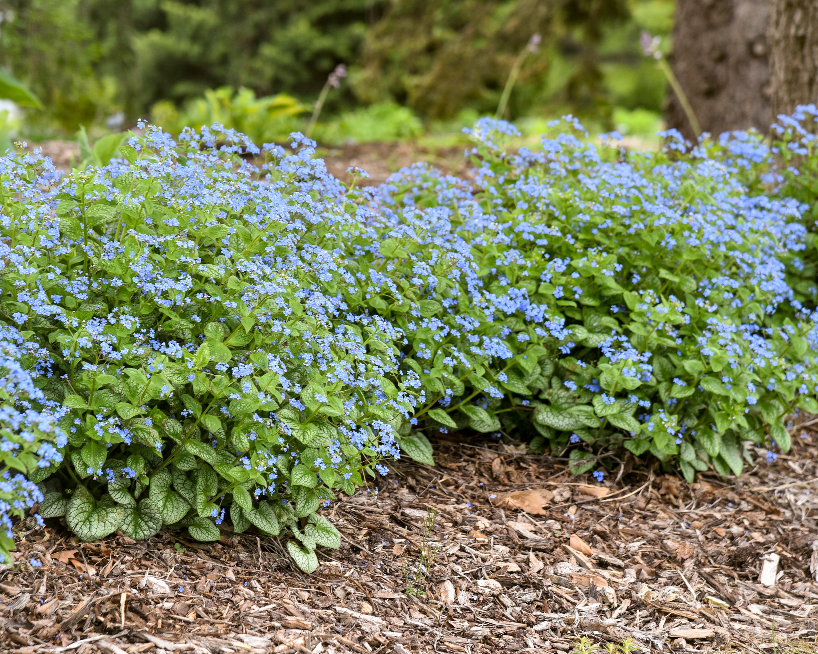 Brunnera macrophylla 'Jack of Diamonds' bare roots — Buy Siberian ...