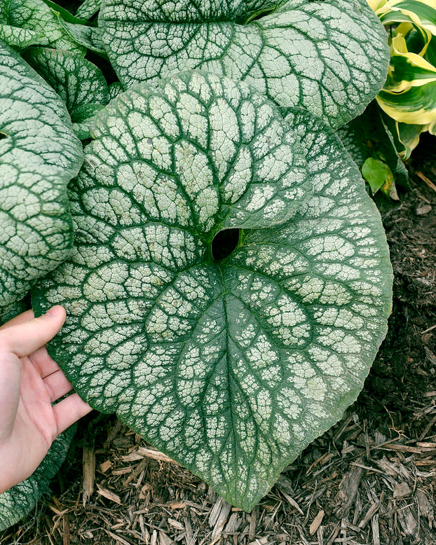 Brunnera 'Jack of Diamonds'