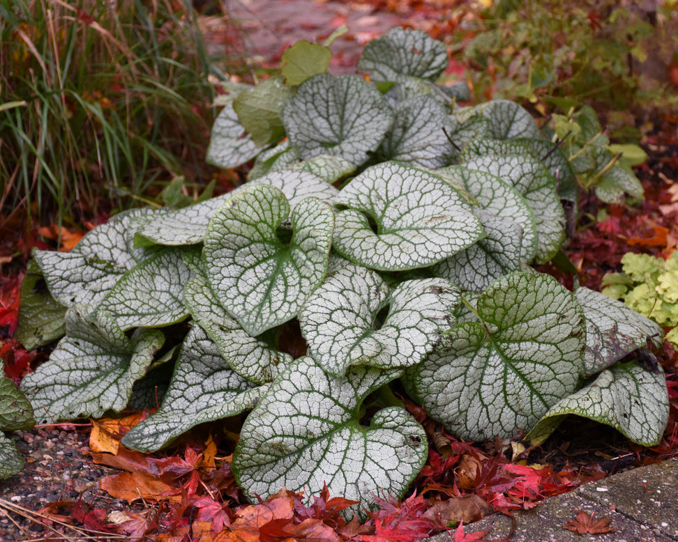 Brunnera 'Jack of Diamonds'