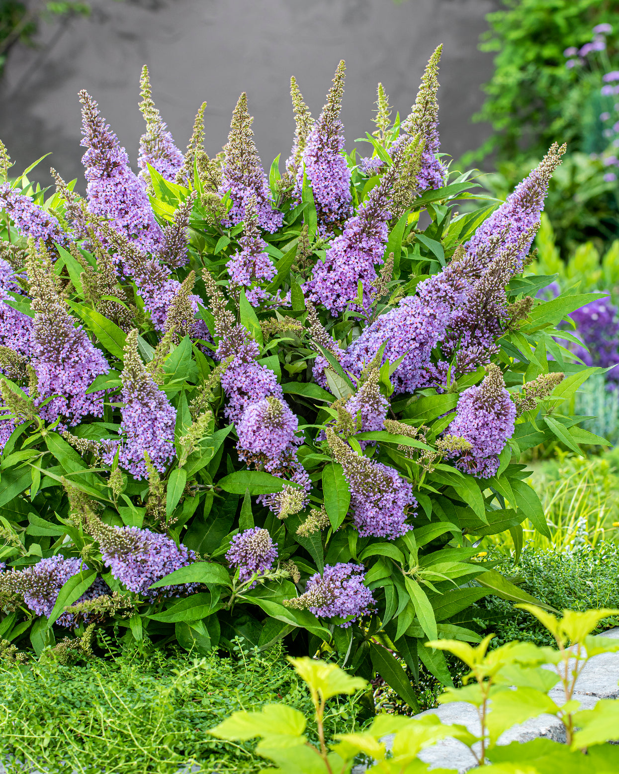 Buddleja 'Little Lila' (Butterfly Candy Series) bare roots | Buy ...