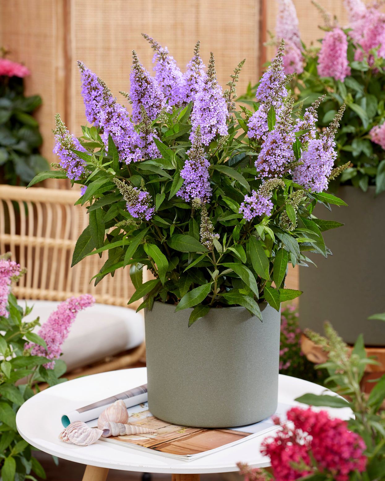 Buddleja 'Little Lila' (Butterfly Candy Series) bare roots | Buy ...