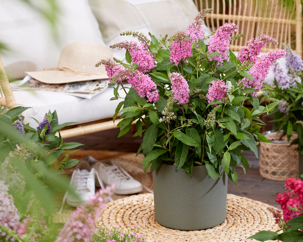 Buddleja 'Little Pink'