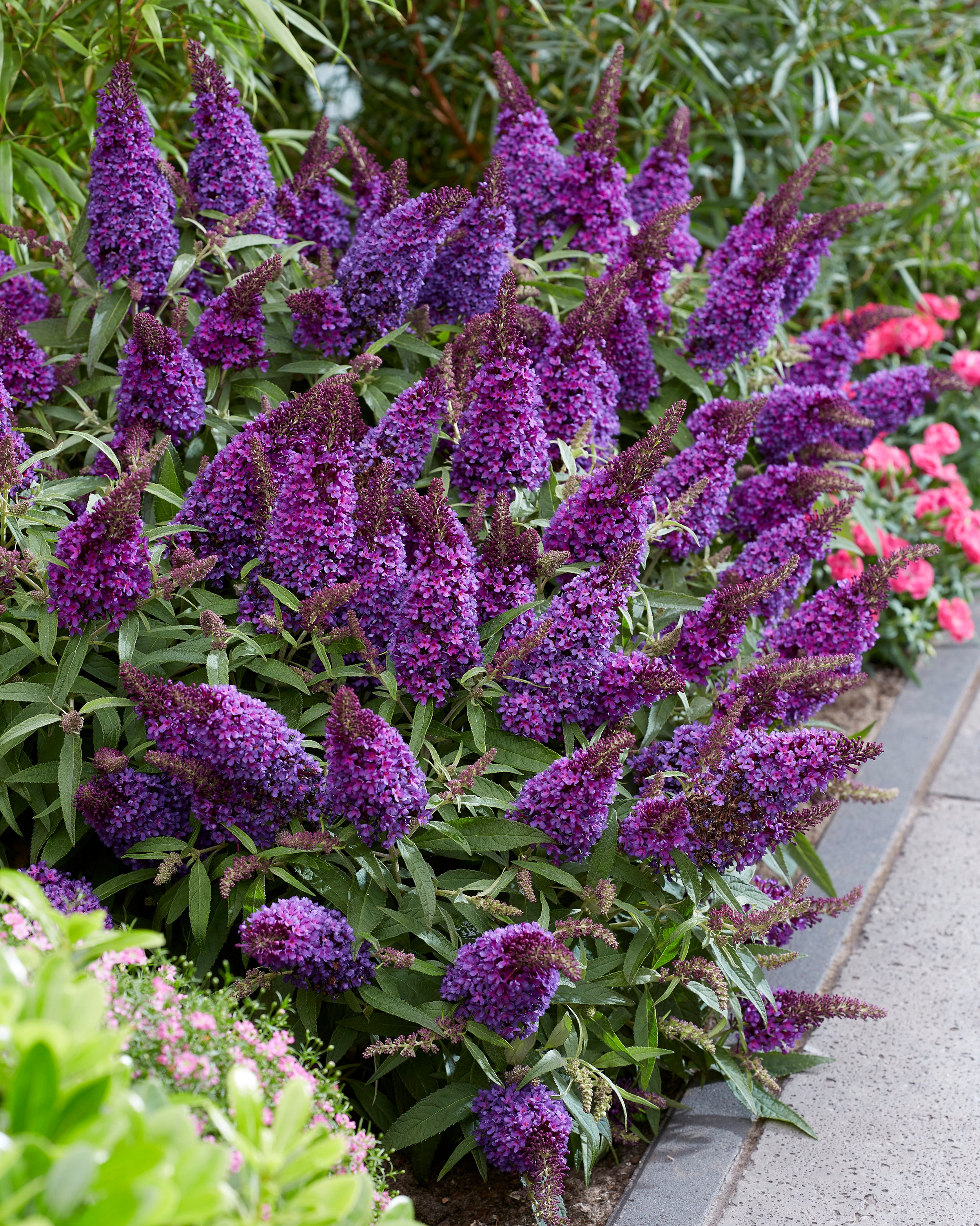 Buddleja Types Buddleja 'Little Purple' (Butterfly Candy Series) bare roots | Buy ...