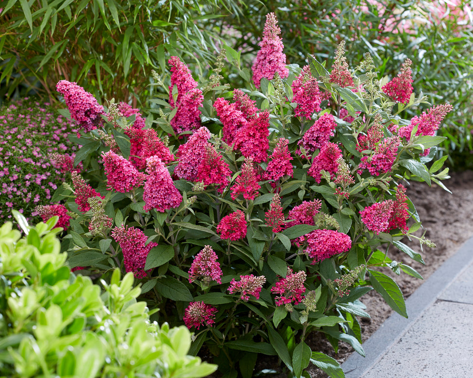 Buddleja 'Little Ruby'