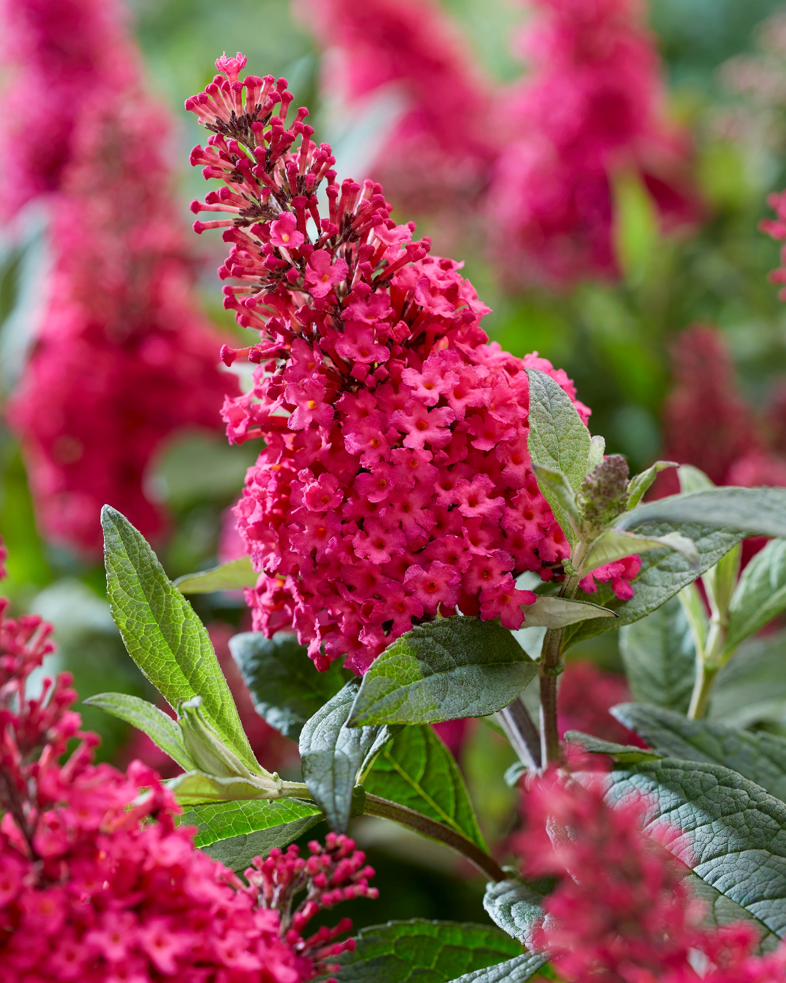 Buddleja 'Little Ruby' (Butterfly Candy Series) bare roots — Buy ...