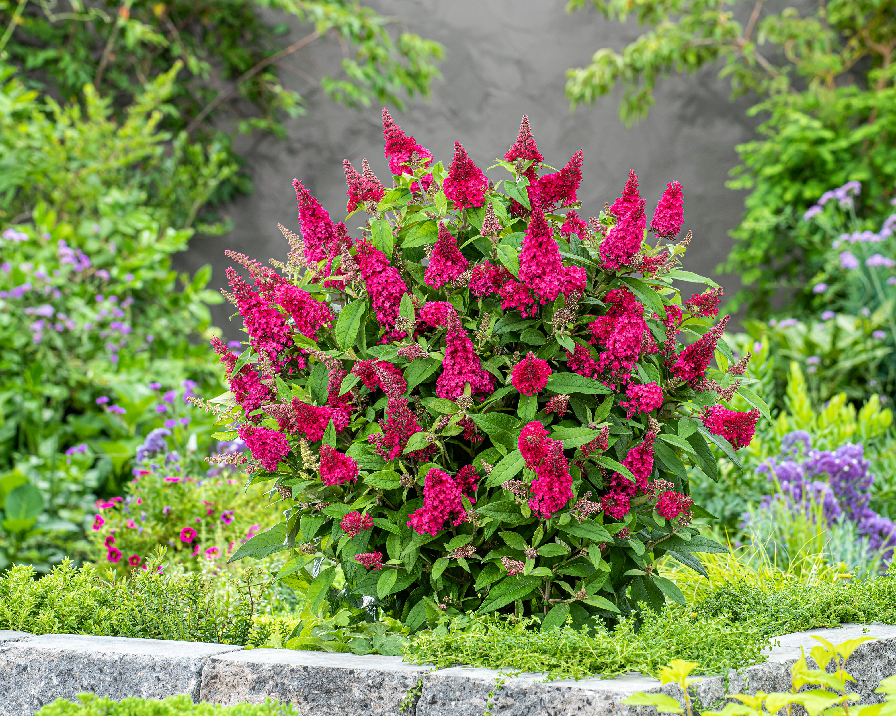 Buddleja 'Little Ruby' (Butterfly Candy Series) bare roots — Buy ...