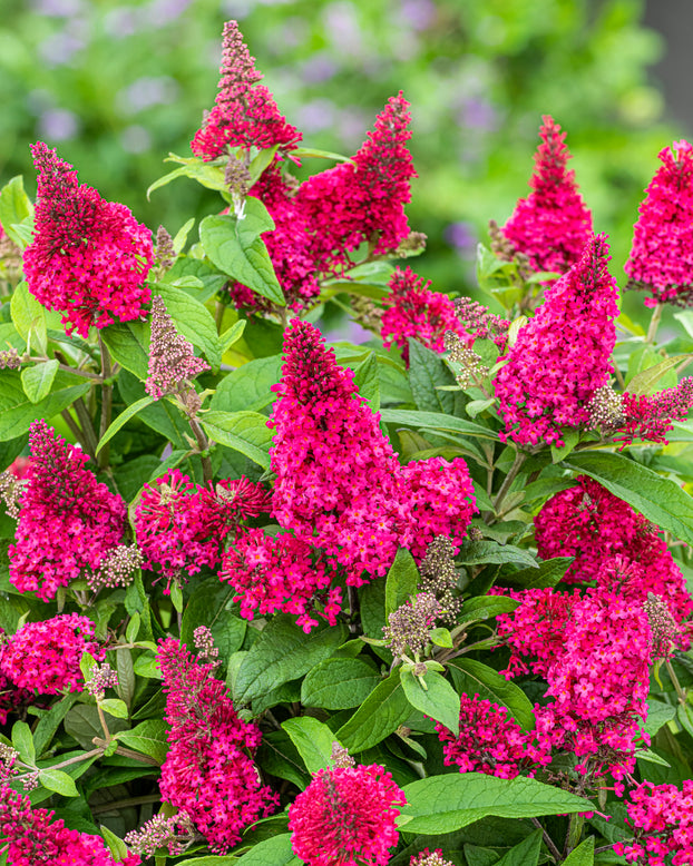 Buddleja 'Little Ruby'