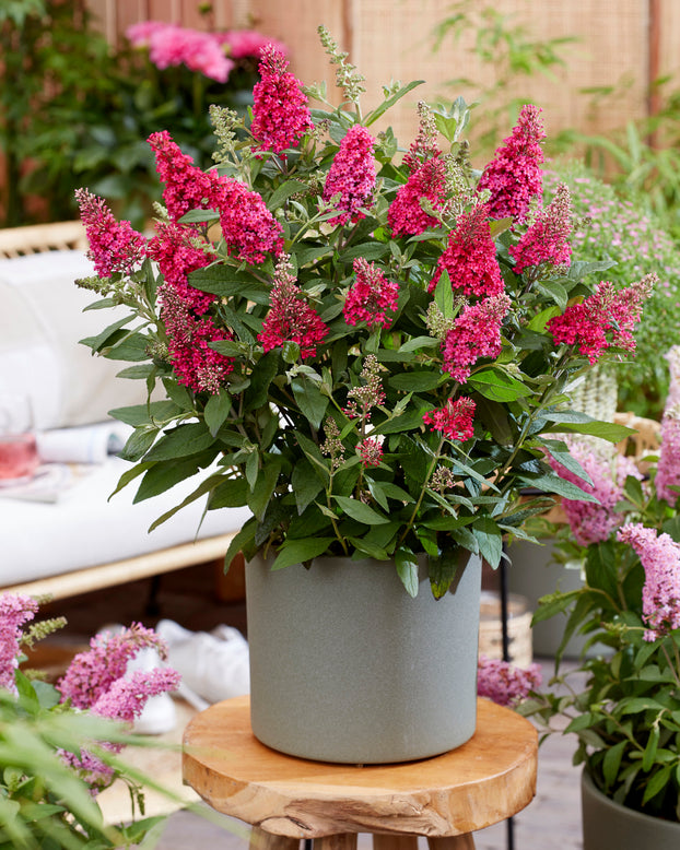 Buddleja 'Little Ruby'