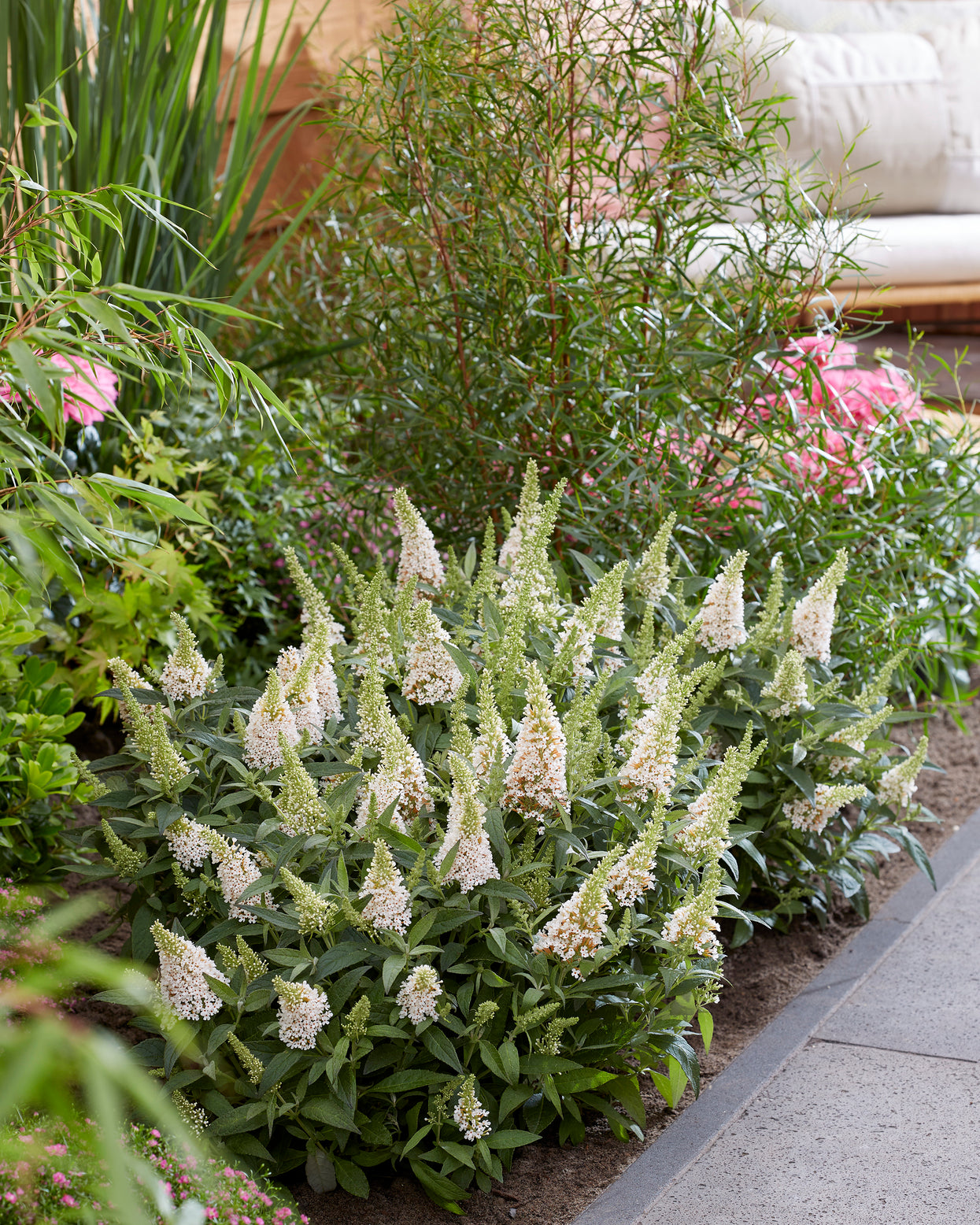 Buddleja 'Little White' (Butterfly Candy Series) bare roots | Buy ...