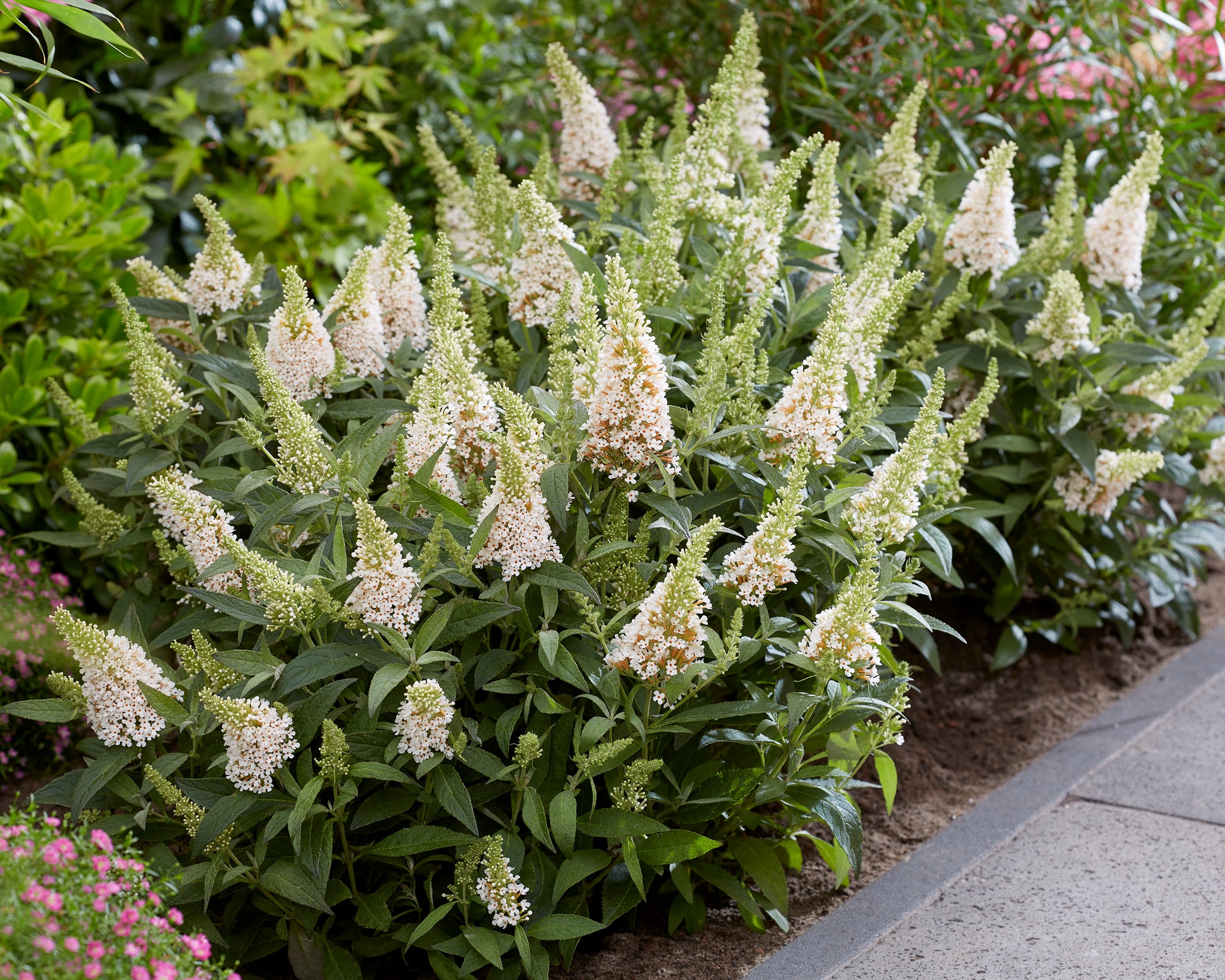 Buddleja 'Little White' (Butterfly Candy Series) bare roots | Buy ...