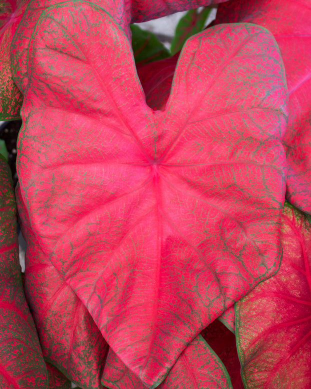 Caladium 'Brandywine'