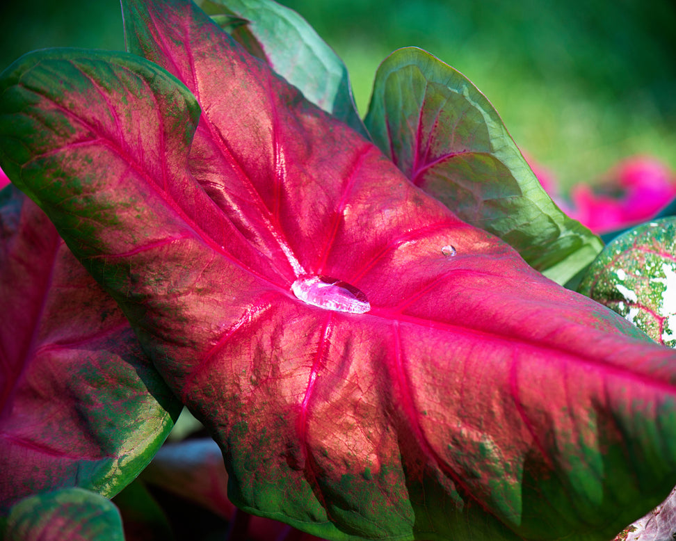 Caladium 'Brandywine'