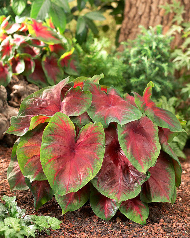 Caladium 'Buck'