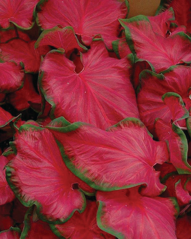 Caladium 'Cherry Tart'