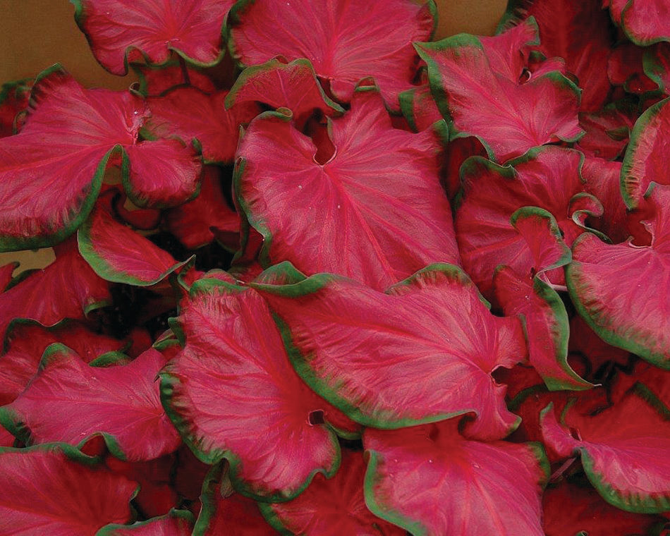 Caladium 'Cherry Tart'