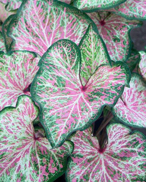 Caladium 'Dot's Delight'