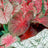 Caladium 'Fancy Mix'