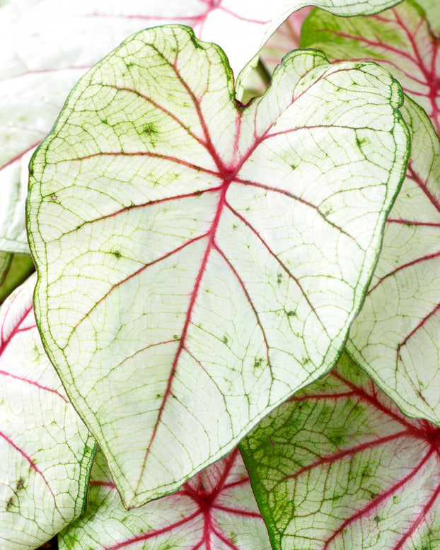 Caladium 'Fantasy'