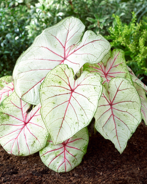 Caladium 'Fantasy'