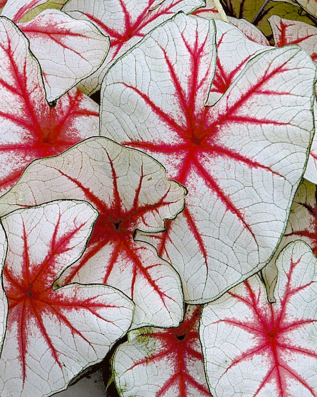 Caladium 'Fiesta'