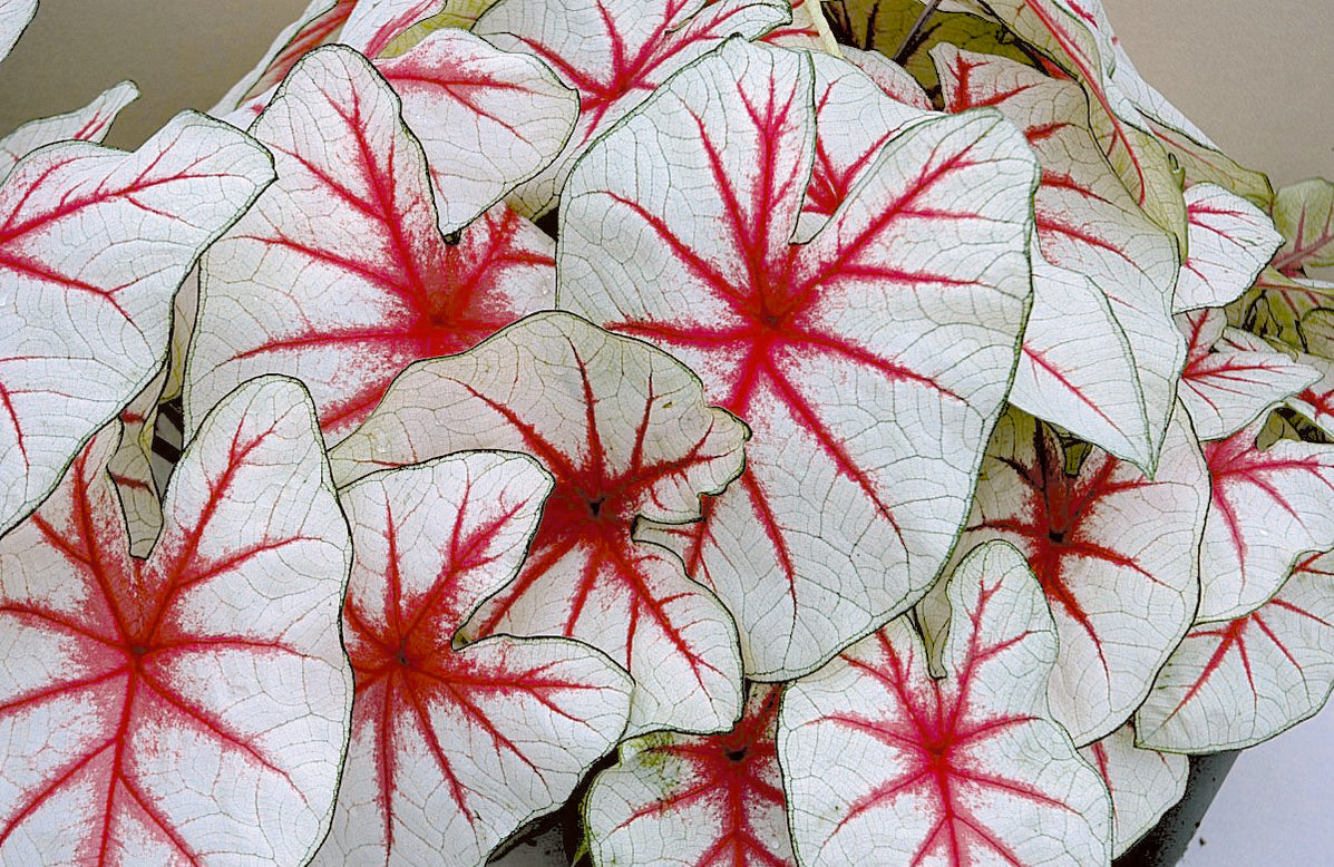 Caladium 'Fiesta'