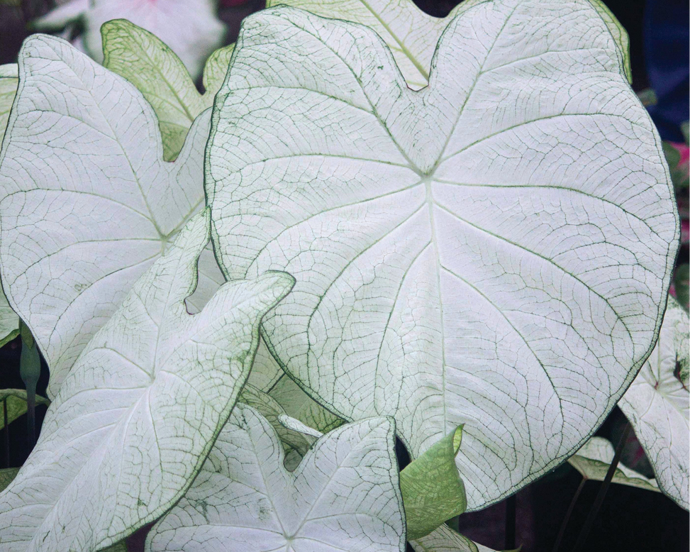 Caladium 'Garden White'