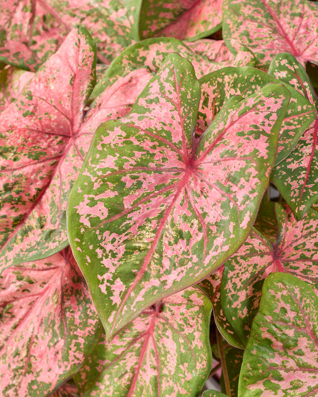 Caladium 'Pink Beauty'