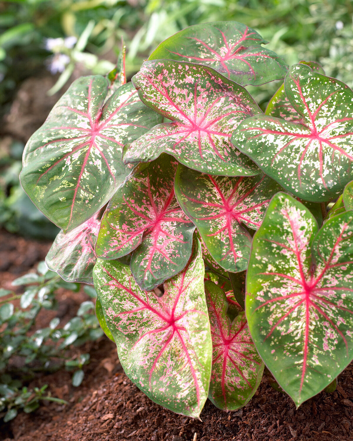 Caladium 'Pink Beauty' Bulbs | Buy angel wings 'Pink Beauty' online at ...